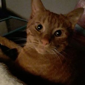 Meet your Posher, Layla